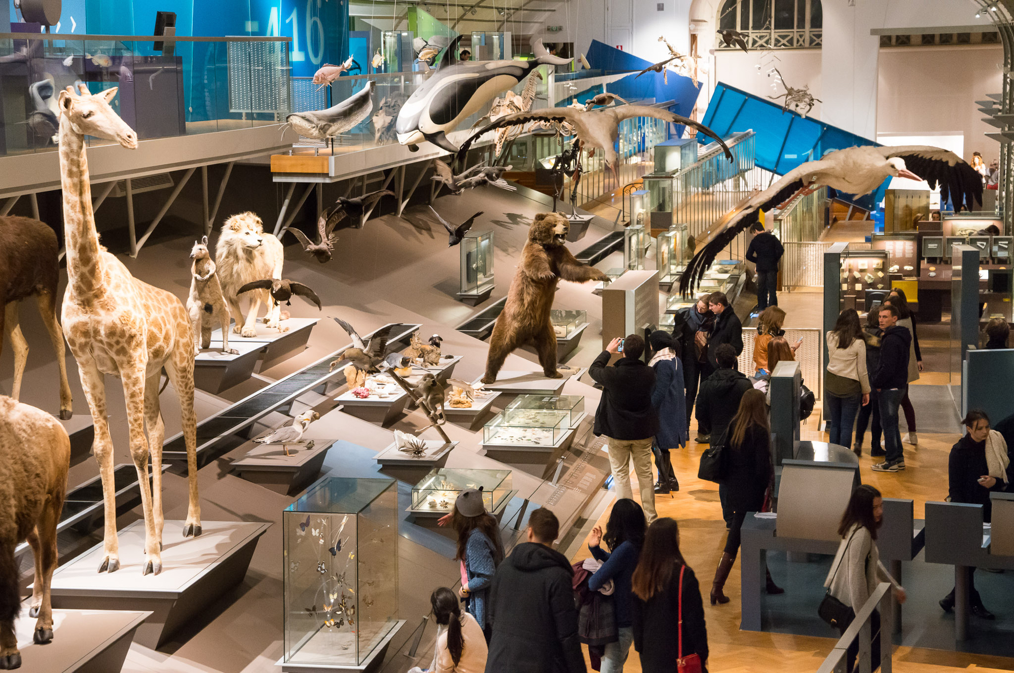 Museum voor Natuurwetenschappen - Koninklijk Belgisch Instituut voor Natuurwetenschappen - Brussels Museums